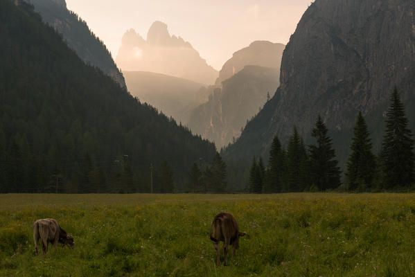 Cows grazing at dawn, in the background Tre Cime di Lavaredo.