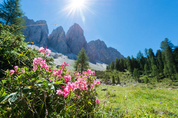 Funes Valley, Dolomites, South Tyrol, Bolzano province, Italy, Europe. Peaks of the Odle in a summer day.