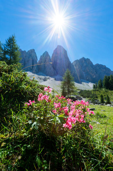 Funes Valley, Dolomites, South Tyrol, Bolzano province, Italy, Europe. Peaks of the Odle in a summer day.