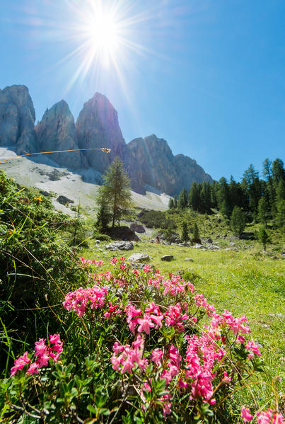 Funes Valley, Dolomites, South Tyrol, Bolzano province, Italy, Europe. Peaks of the Odle in a summer day.