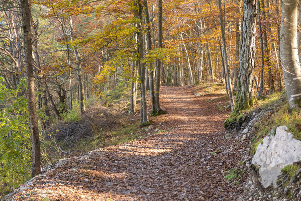 Molveno forest, Trentino South Tyrol, Italy. The colours of autumn into the beech woods.