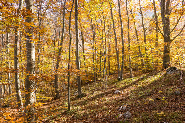 Molveno forest, Trentino South Tyrol, Italy. The colours of autumn into the beech woods.