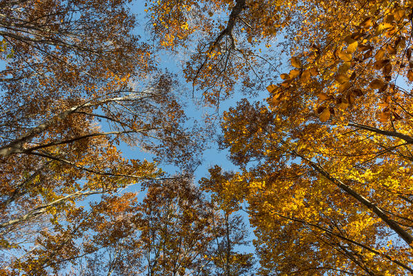 Molveno forest, Trentino South Tyrol, Italy. The colours of autumn into the beech woods.
