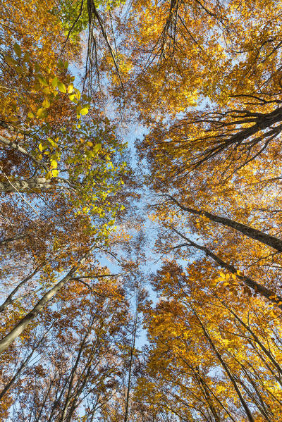 Molveno forest, Trentino South Tyrol, Italy. The colours of autumn into the beech woods.