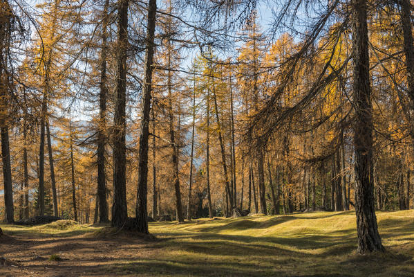 Italy, Trentino South Tyrol, Non Valley , Fondo. The colours of autumn into the larches woods.