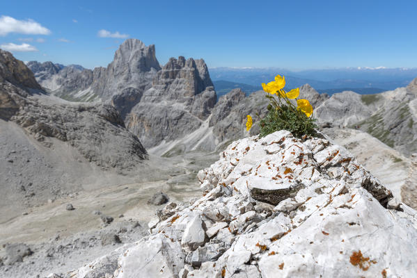 Flower on the rock of Antermoia valley, dolomites, Fassa valley, Trentino South Tyrol, Italy