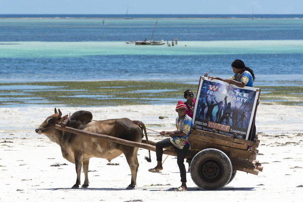 East Africa, Tanzania, Zanzibar, people on a cow-drawn cart advertise a party in a pub.