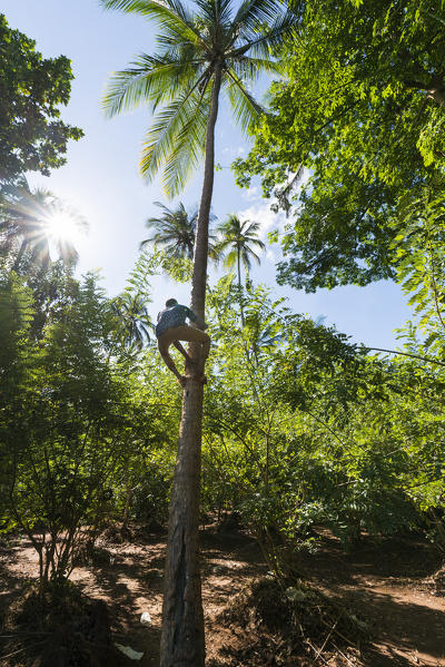 East Africa, Tanzania, Zanzibar, man climbs on a tree to harvest the bananas