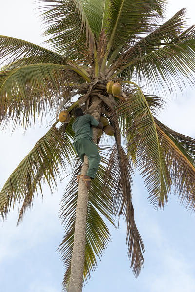 East Africa, Tanzania, Zanzibar, man climbs on a tree to harvest the bananas