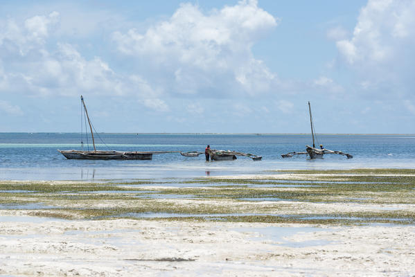 East Africa, Tanzania, Zanzibar, Kiwengwa beach on a summer day at low tide.