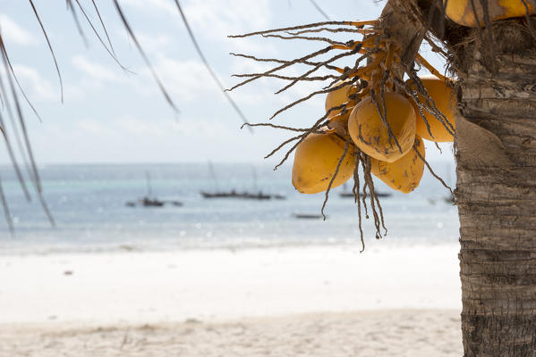 East Africa, Tanzania, Zanzibar, coconut plant on Kiwengwa beach.