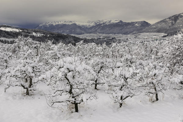 snow-covered apple trees with the brenta group in the background, Non valley, trentino south Tyrol, Italy, Europe.