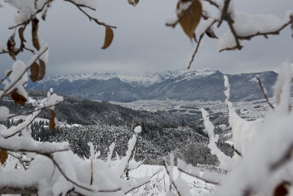 Brenta group in a frame of apple branches covered with snow, Non valley, trentino south Tyrol, Italy, Europe.