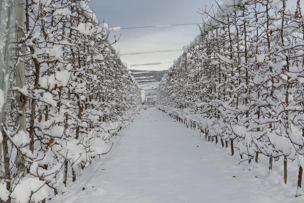 Apple orchard covered with snow, Non valley, trentino south Tyrol, Italy, Europe.
