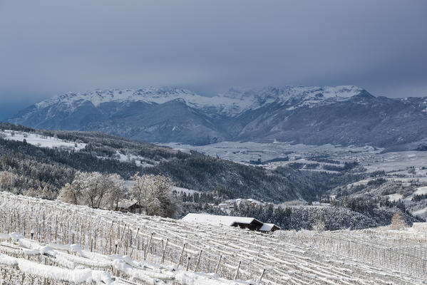 snow-covered apple trees with the brenta group in the background, Non valley, trentino south Tyrol, Italy, Europe.