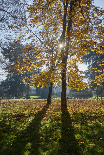 Milan, Lomabrdy, Italy. A tree in the Sempione Park.