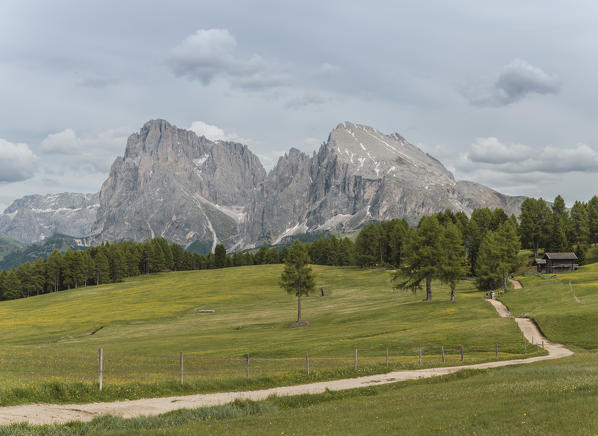Alpe di Siusi/Seiser Alm, Dolomites, South Tyrol, Italy.