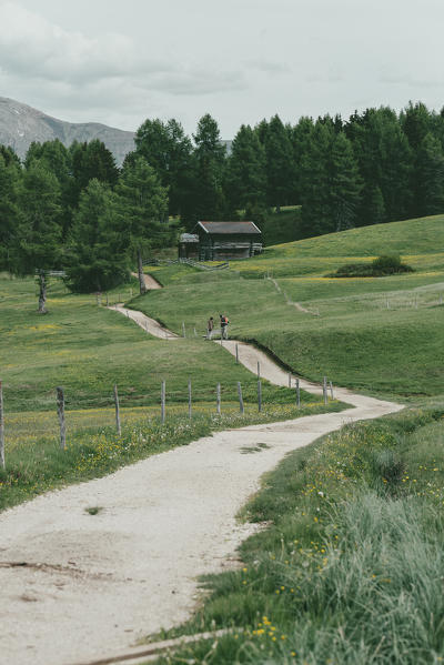 Alpe di Siusi/Seiser Alm, Dolomites, South Tyrol, Italy.