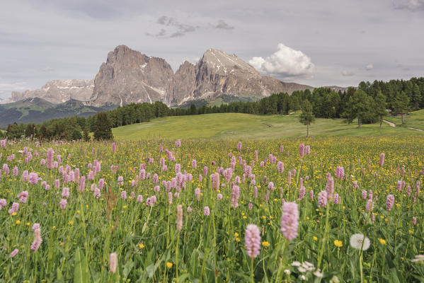 Alpe di Siusi/Seiser Alm, Dolomites, South Tyrol, Italy.