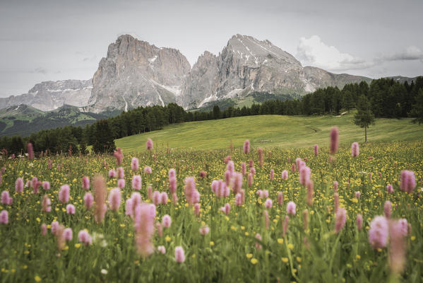 Alpe di Siusi/Seiser Alm, Dolomites, South Tyrol, Italy.