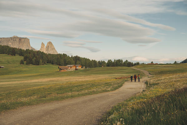 Alpe di Siusi/Seiser Alm, Dolomites, South Tyrol, Italy.