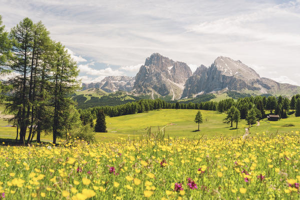 Alpe di Siusi/Seiser Alm, Dolomites, South Tyrol, Italy.