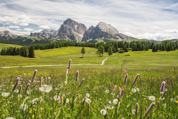 Alpe di Siusi/Seiser Alm, Dolomites, South Tyrol, Italy.
