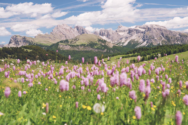 Alpe di Siusi/Seiser Alm, Dolomites, South Tyrol, Italy.
