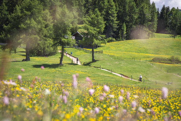 Alpe di Siusi/Seiser Alm, Dolomites, South Tyrol, Italy.