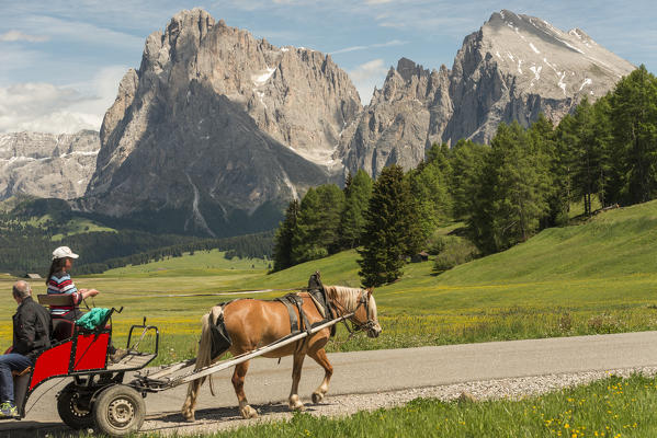 Alpe di Siusi/Seiser Alm, Dolomites, South Tyrol, Italy. Haflinger horse and carriage on the Alpe di Siusi/Seiser Alm