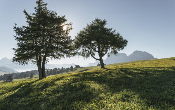 Alpe di Siusi/Seiser Alm, Dolomites, South Tyrol, Italy.