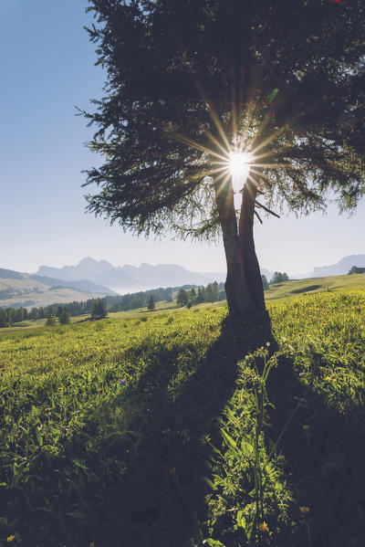 Alpe di Siusi/Seiser Alm, Dolomites, South Tyrol, Italy.