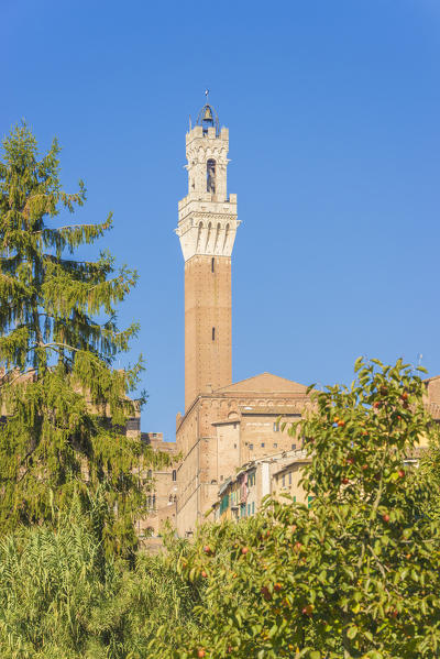Siena, Tuscany, Italy, Europe. Del Mangia's Tower