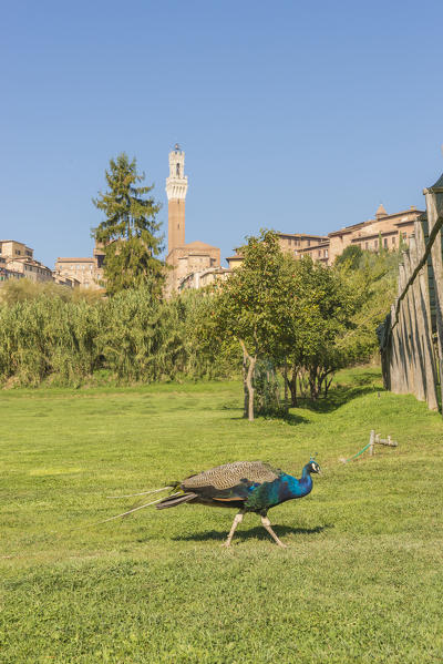 Siena, Tuscany, Italy, Europe. Del Mangia's Tower with a peakock on the foreground