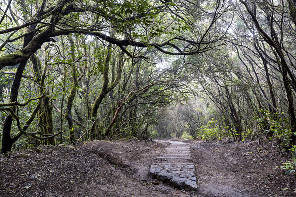 Spain, Canary Islands, Tenerife, Sendero Cruz del Carmen