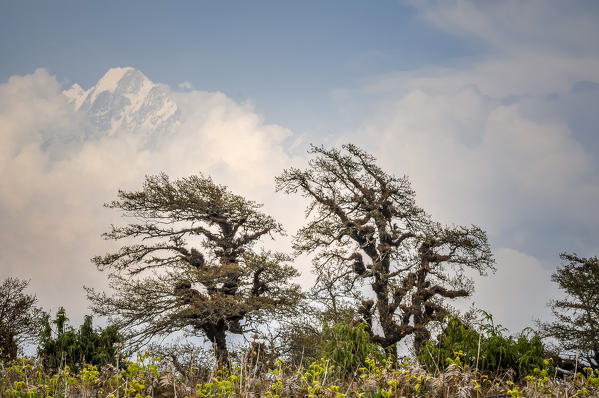 Langtang Lirung comes out of the clouds,Rasuwa district, Bagmati region,Nepal,Asia