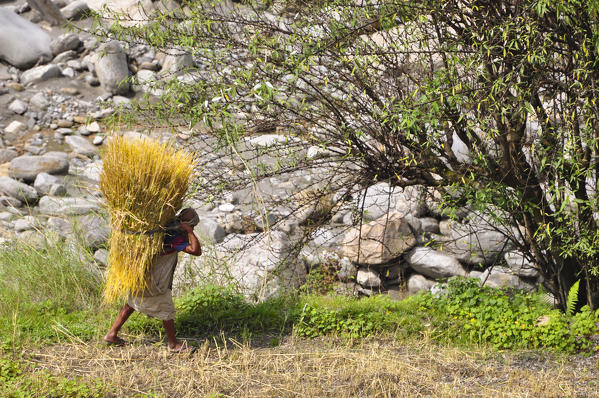 Gather the wheat,Annapurna region,Nepal, Asia