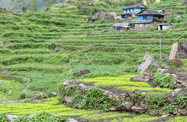 Terraced fields near the village of Chomrong,Annapurna region,Nepal, Asia