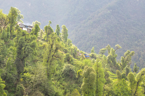 The forest surrounds Sinuwa lodges,Annapurna region,Nepal, Asia