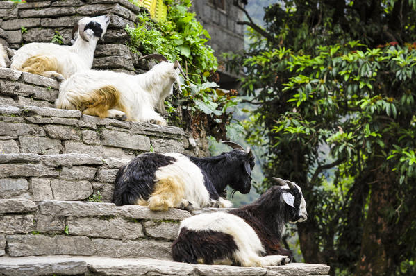 Steps and goats along the trek,Annapurna region,Nepal, Asia