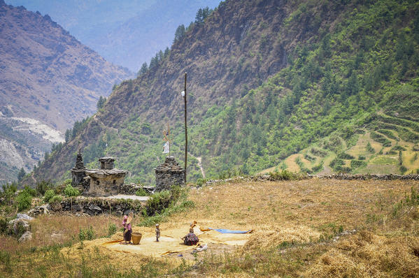 Working in the fields,Rasuwa district, Bagmati region,Nepal,Asia