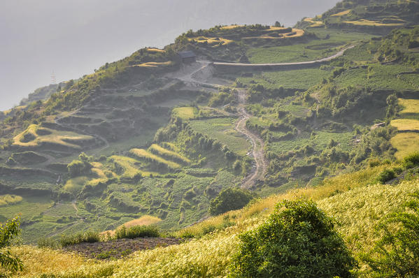 Terraced fields lit by the morning sun,Rasuwa district, Bagmati region,Nepal,Asia