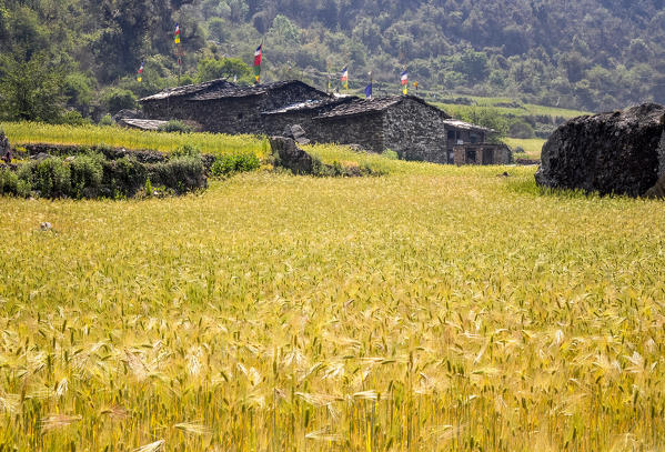 A sea of golden wheat,Rasuwa district, Bagmati region,Nepal,Asia