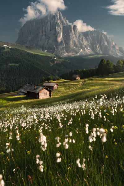 Daunei, Selva Val Gardena, Gardena Valley, South Tyrol, Dolomites, Italy, Europe.
Flowering meadows in front of the Sassolungo.