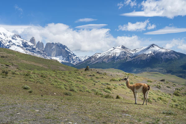 Guanaco and Paine Towers in summer. Torres del Paine National Park, Ultima Esperanza province, Magallanes region, Chile.