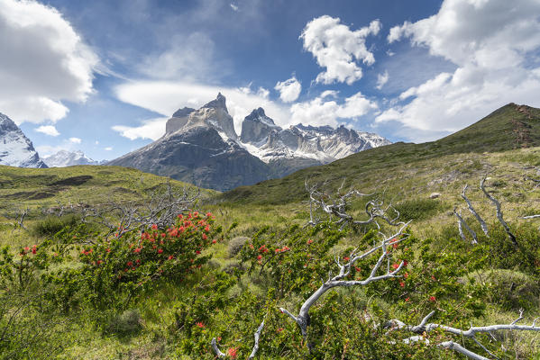 Paine Horns, with Notro flowers in the foreground, in late spring. Torres del Paine National Park, Ultima Esperanza province, Magallanes region, Chile.