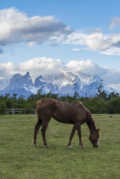 Horse grazing, with Paine Horns and Cerro Paine in the background. Torres del Paine National Park, Ultima Esperanza province, Magallanes region, Chile.