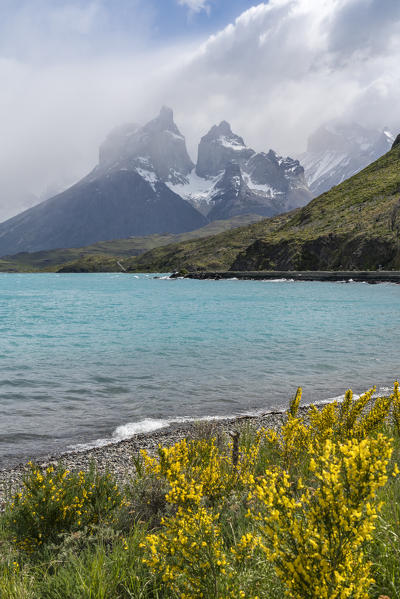 Paine Horns covered in clouds with Lake Pehoé and yellow flowers in the foreground. Torres del Paine National Park, Ultima Esperanza province, Magallanes region, Chile.
