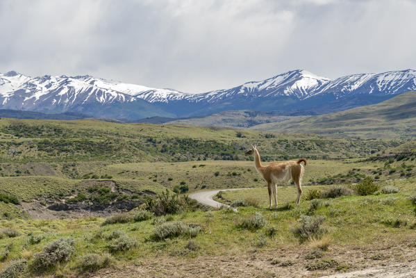 Guanaco with road and mountains in the background in summer. Torres del Paine National Park, Ultima Esperanza province, Magallanes region, Chile.