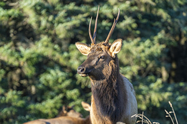 Male wapiti - Cervus Elaphus Canadensis - in Ecola State Park. Cannon Beach, Clatsop county, Oregon, USA.